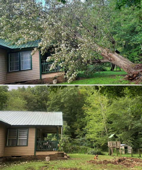 before and after emergency tree removal service