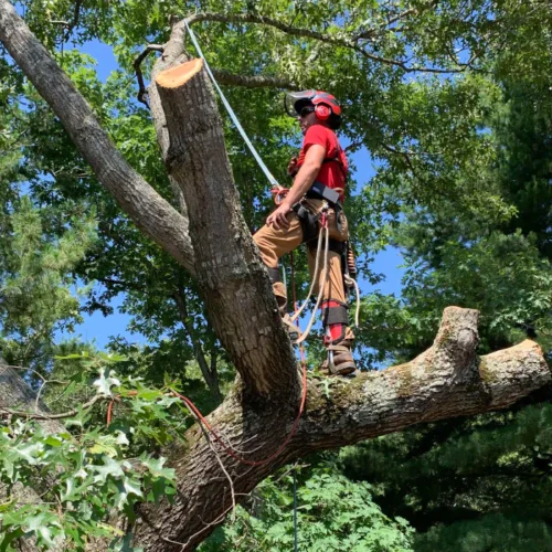 arborist doing a tree removal