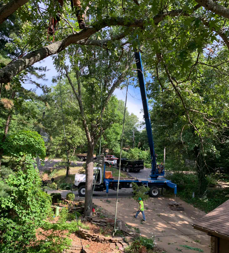tree removal with bucket tree